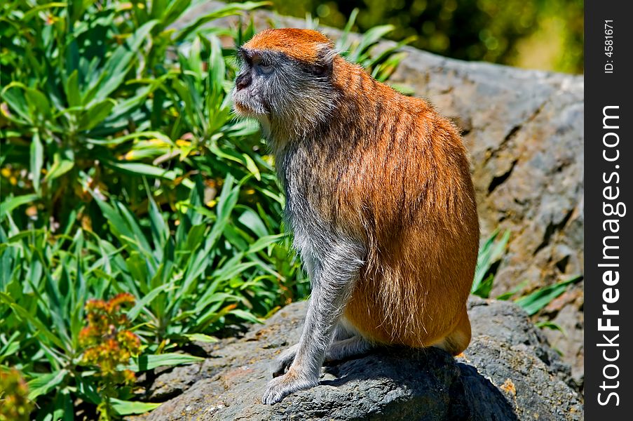 Patas monkey sitting on the rock