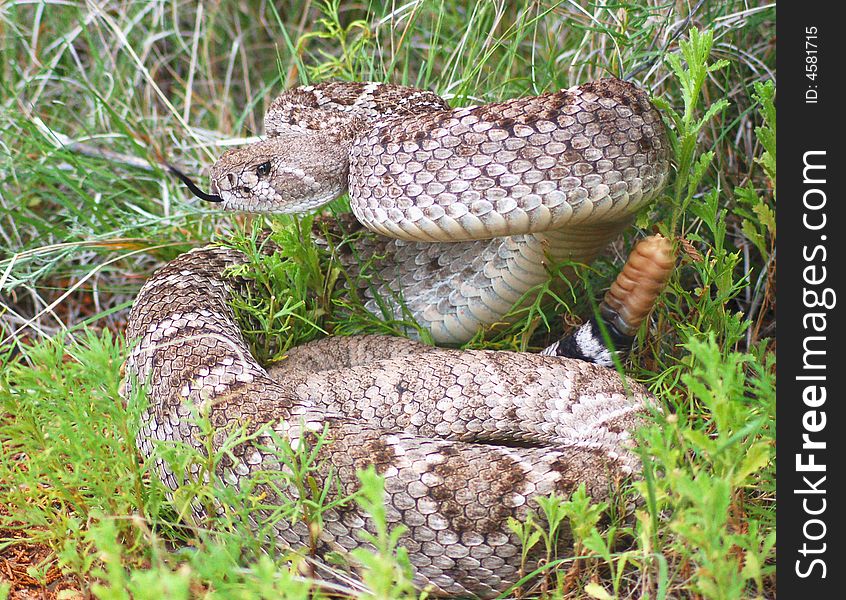 Western Diamond Back Rattlesnake