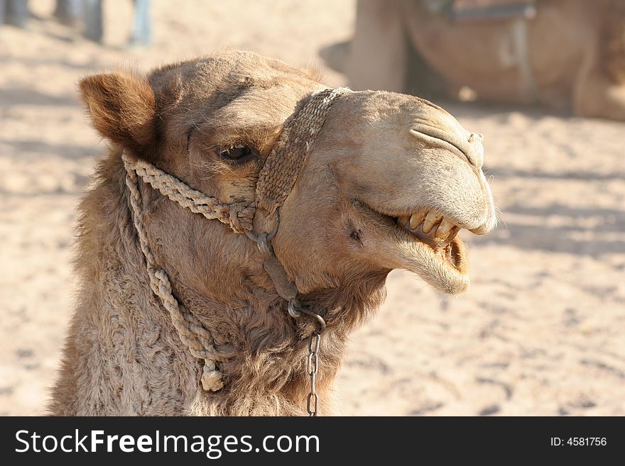 Camel head  on a background of sand