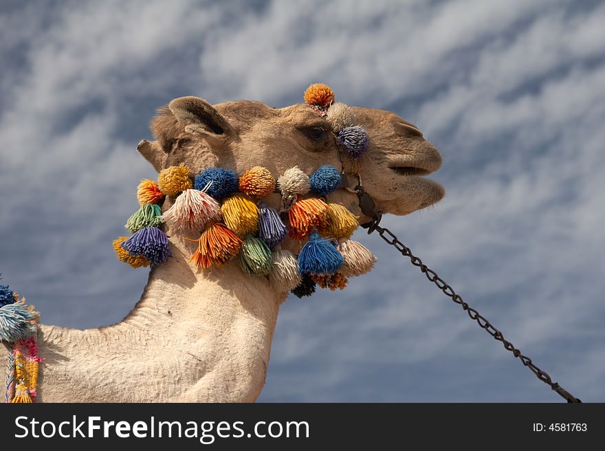 Camel head  on a background of sky