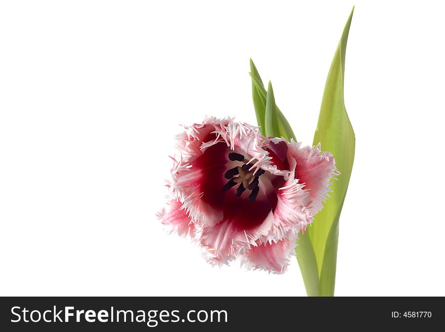 White-red tulip on a white background