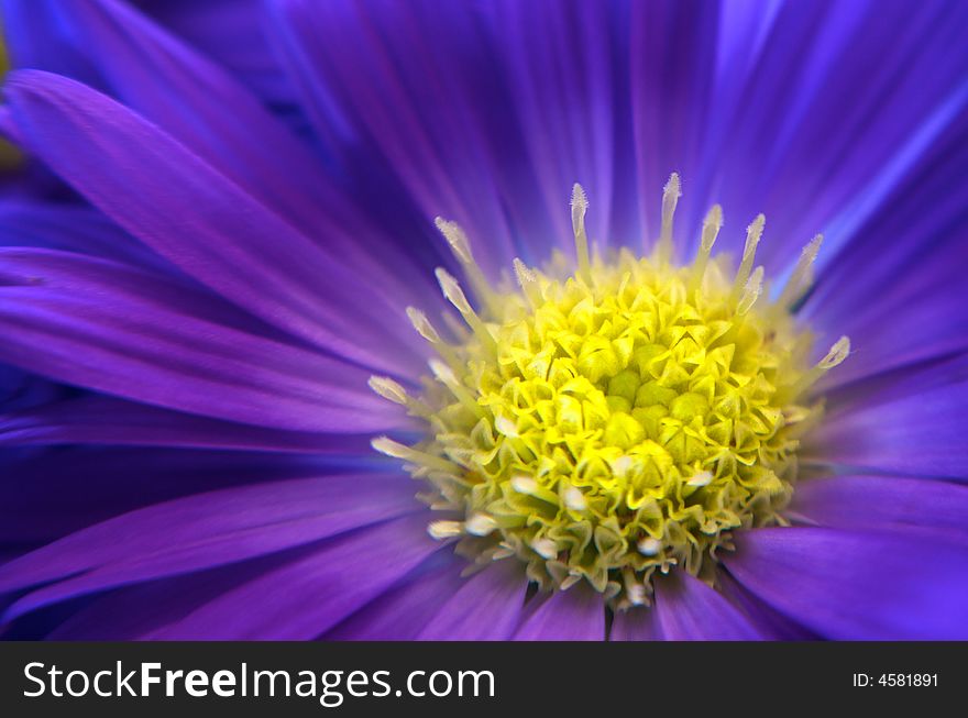Horizontal of intensely colored daisy with glowing yellow center. Horizontal of intensely colored daisy with glowing yellow center