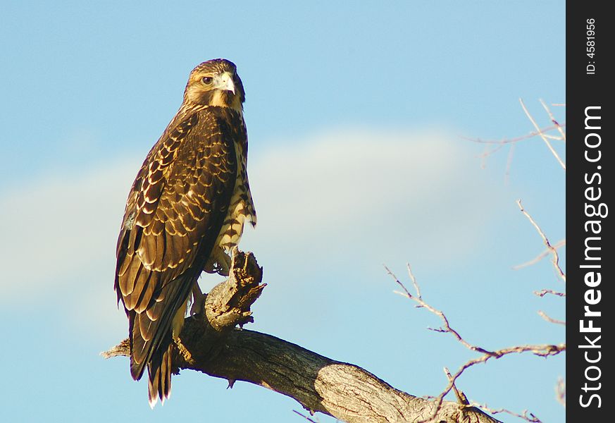 Immature Hawk