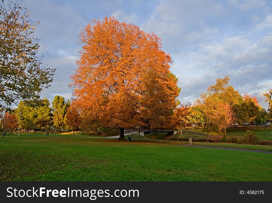 Autumn in a park in California