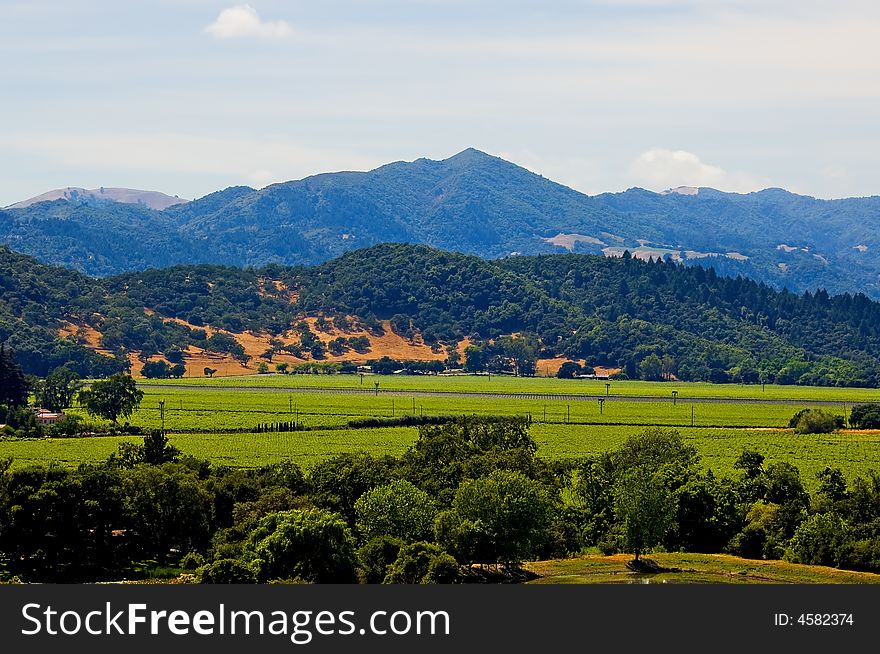 Vineyard in summer