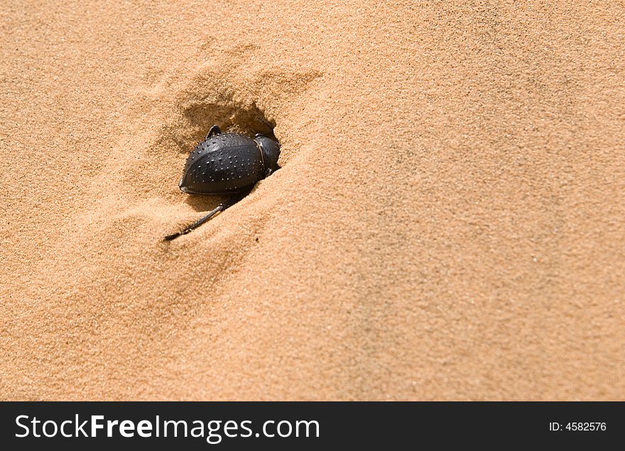 Black beetle dig a soft sand, Negev desert, Israel. Black beetle dig a soft sand, Negev desert, Israel