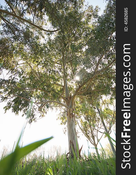 Eucalyptus from the grass. Seen from the point of view of someone relaxing in the mid-day sun.