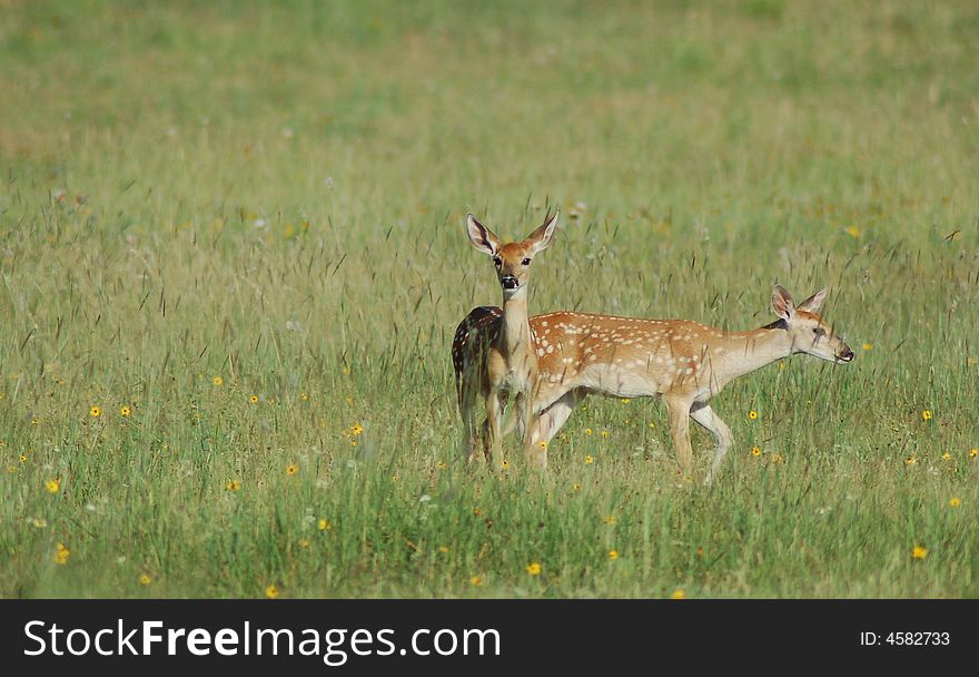 White-Tailed Fawns