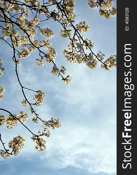 A close-up of some branches of a flowering tree stand out against the blue sky and clouds. A close-up of some branches of a flowering tree stand out against the blue sky and clouds.