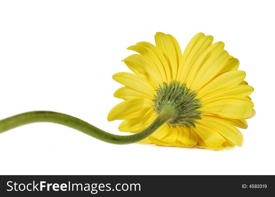 Yellow gerber isolated on white