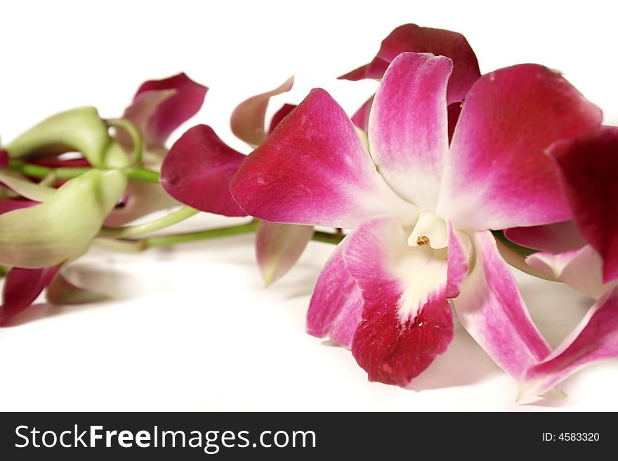 Orchids isolated on white background. Orchids isolated on white background