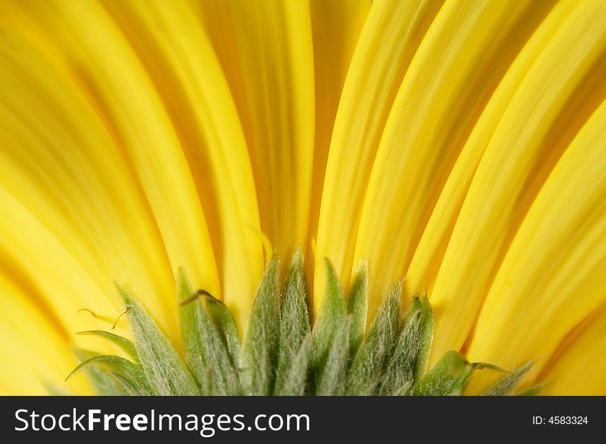 Close up on yellow gerber petals