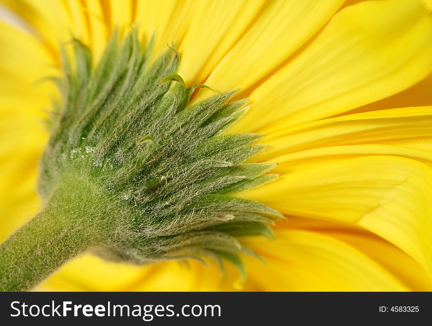 Close up on yellow gerber