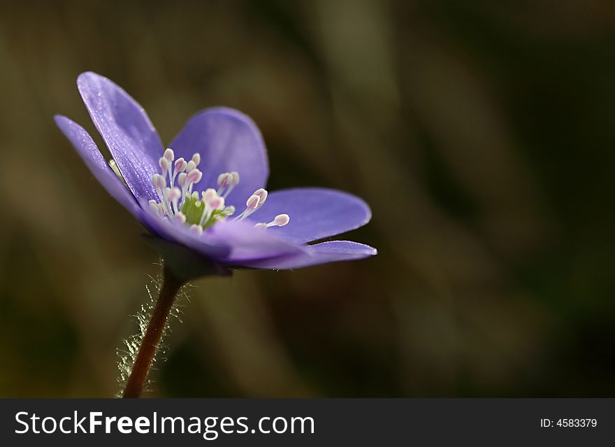 Little blue flower in forest at spring
