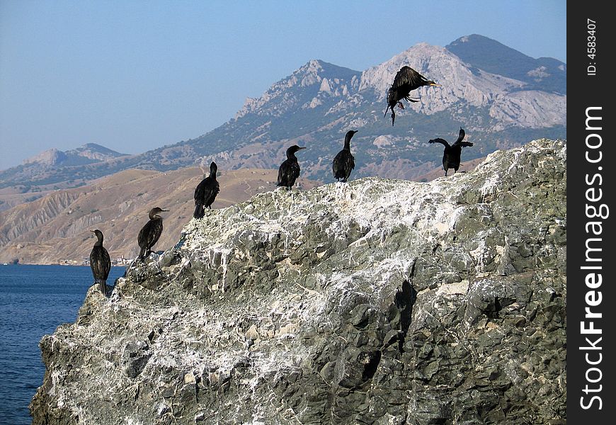 Group of cormorants on a rock on a background of the mountains