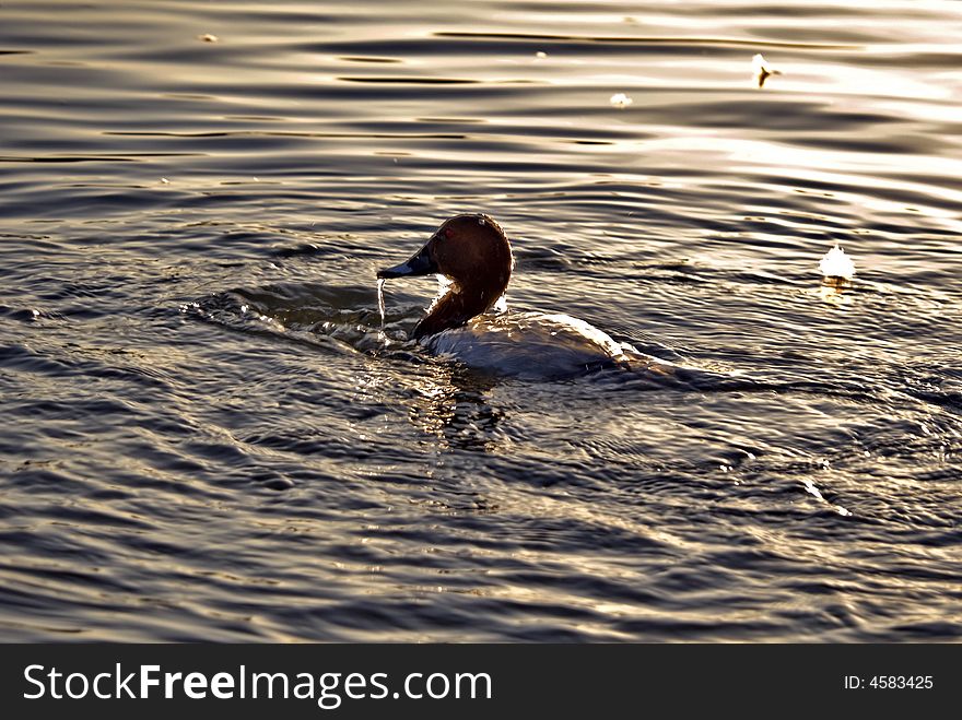 A duck returning to the surface. A duck returning to the surface