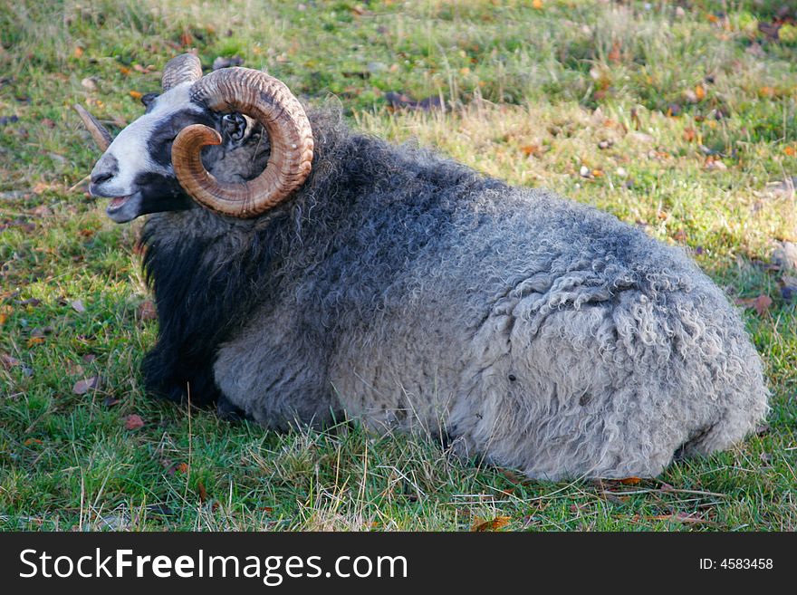 Big Ram with big horns laying on the ground