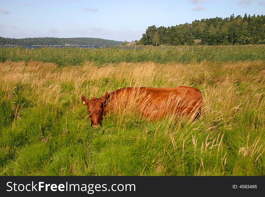 Cow In High Grass