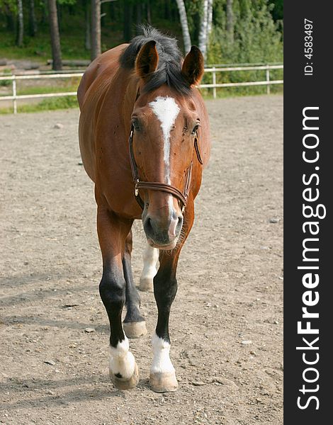 A riding horse walking against the camera in a paddock. A riding horse walking against the camera in a paddock