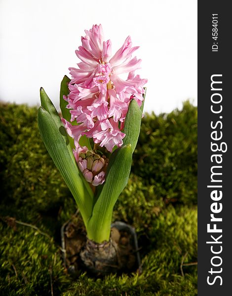 Single pink hyacinth with a moss isolated on white