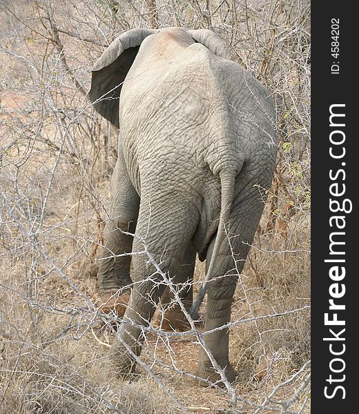 An elephant tail in the Kruger National Park, South Africa