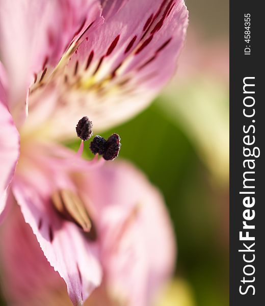 A beautiful Peruvian Lilly (Alstroemeria aurea) with shallow depth of field