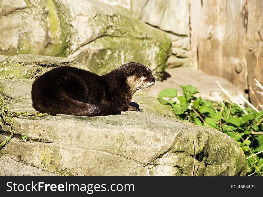 Asian short clawed otter taking a rest on a stone,Weymouth sea life centre.