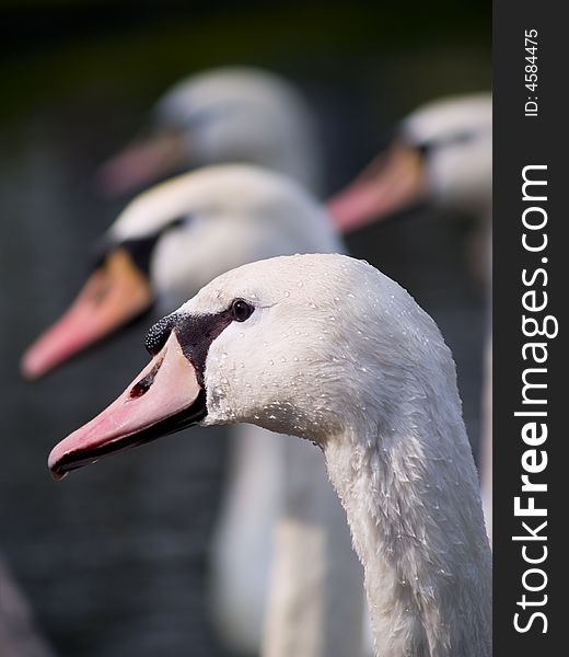 Close-up of swans