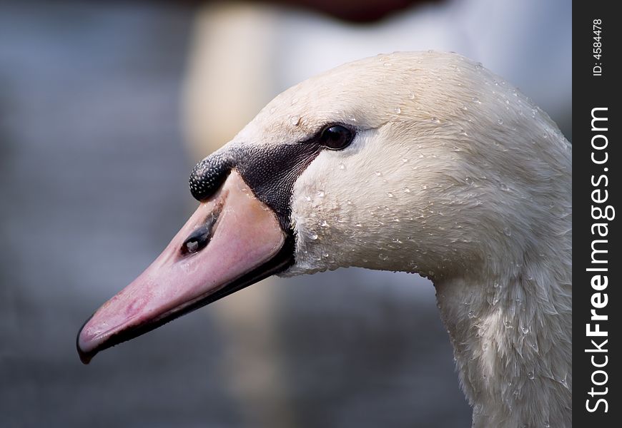 Close-up of a swan with waterdrops on his head