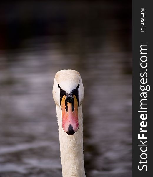 Close-up of a swan looking straight into the camera