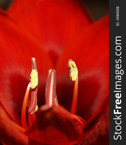 Close-up of a beautiful red lily in bloom