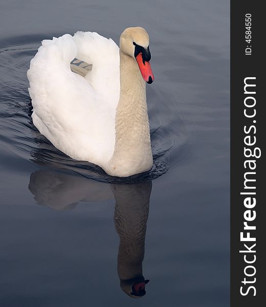 A swan looking all pretty in search for a partner. A swan looking all pretty in search for a partner