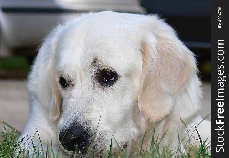 One Golden retriever with sad expression laying on a grass