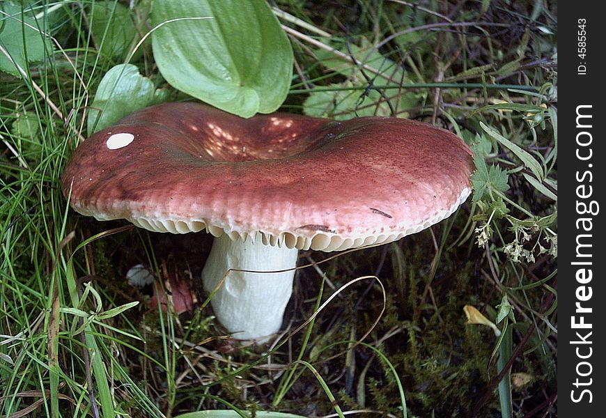 A beautiful mushroom deep in the forrest. A beautiful mushroom deep in the forrest.