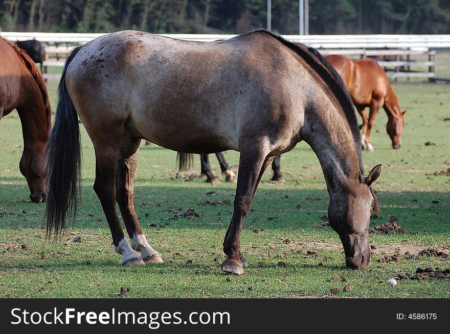 Horses eating grass in the farm