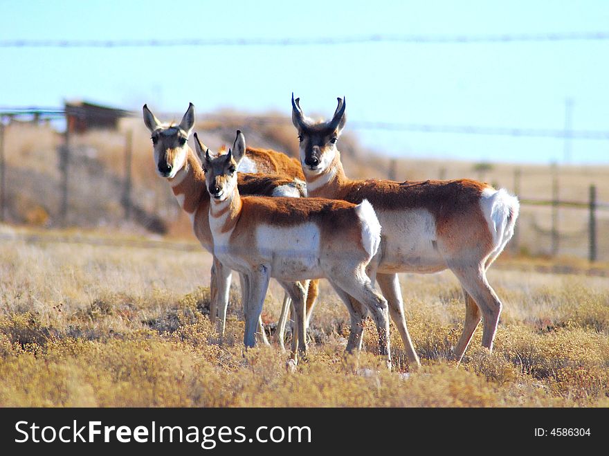 A Trio Of Pronghorn Buck, Doe, Fawn In NM . A Trio Of Pronghorn Buck, Doe, Fawn In NM .