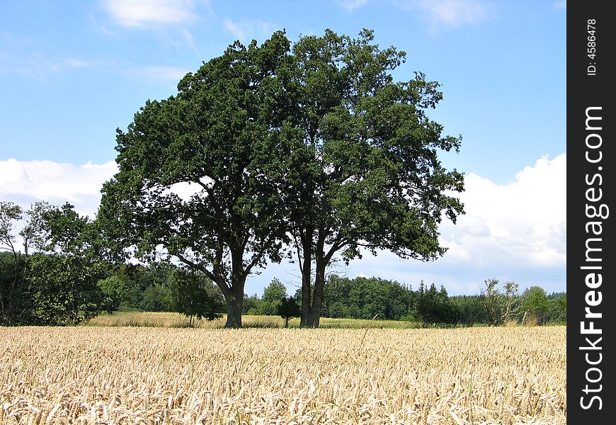 Field of wheat in the summer Denmark