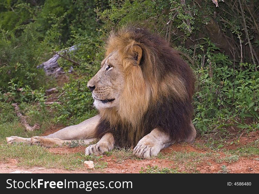 Lions strike fear in any person who stumbles across them in the bush. Lions strike fear in any person who stumbles across them in the bush