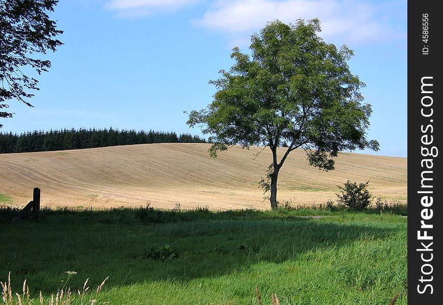 Beautiful Wide fields of wheat in the summer Denmark. Beautiful Wide fields of wheat in the summer Denmark