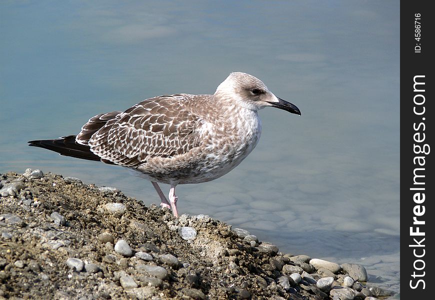 Single young seagull standing on the seashore