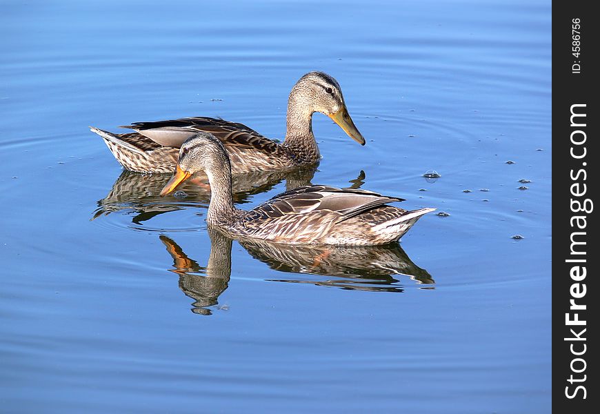 Two duck on the smooth blue surface of a lake. Two duck on the smooth blue surface of a lake