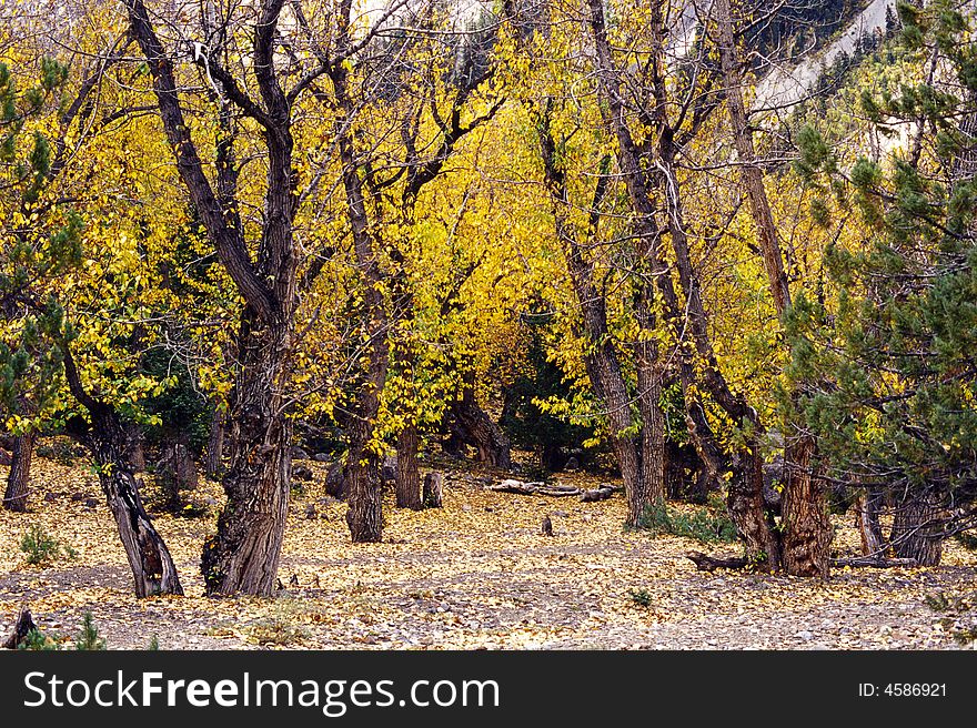 The view is in the autumn, with golden trees. Location is in Tibet of china. Use Kodak E100vs film. The view is in the autumn, with golden trees. Location is in Tibet of china. Use Kodak E100vs film.