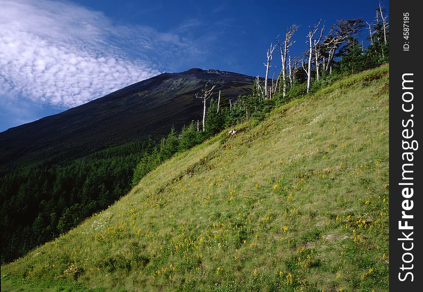 Mount Fuji from afar with forest in autum. Mount Fuji from afar with forest in autum