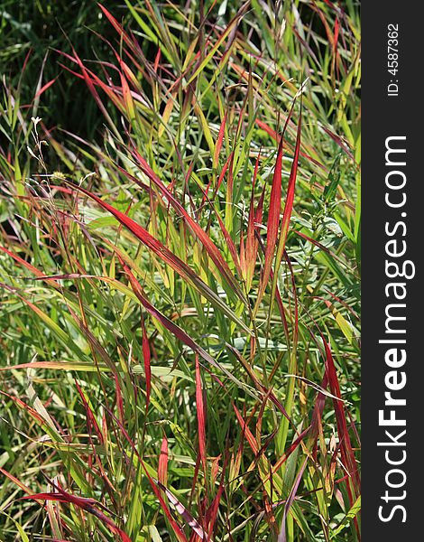 Unique red grass growing out in the countryside. Unique red grass growing out in the countryside