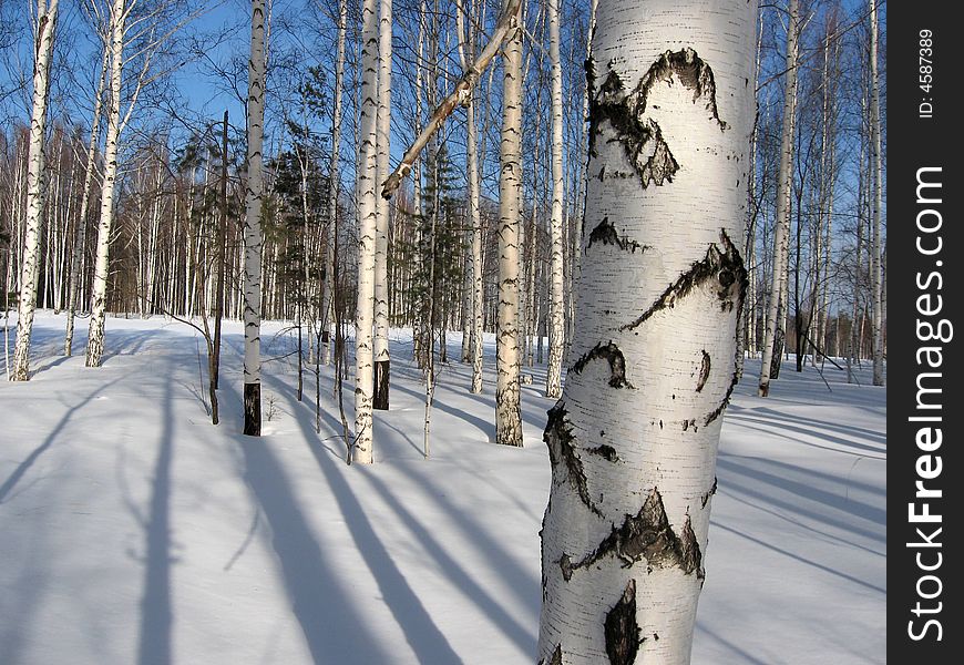 Birch forest covered snow in Russia