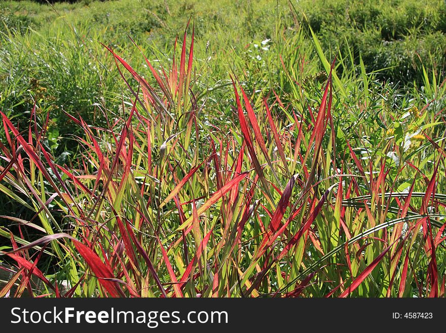 Unique red grass growing out in the countryside. Unique red grass growing out in the countryside