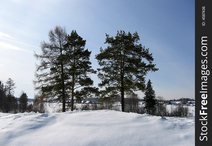 Old singly standing pine-trees