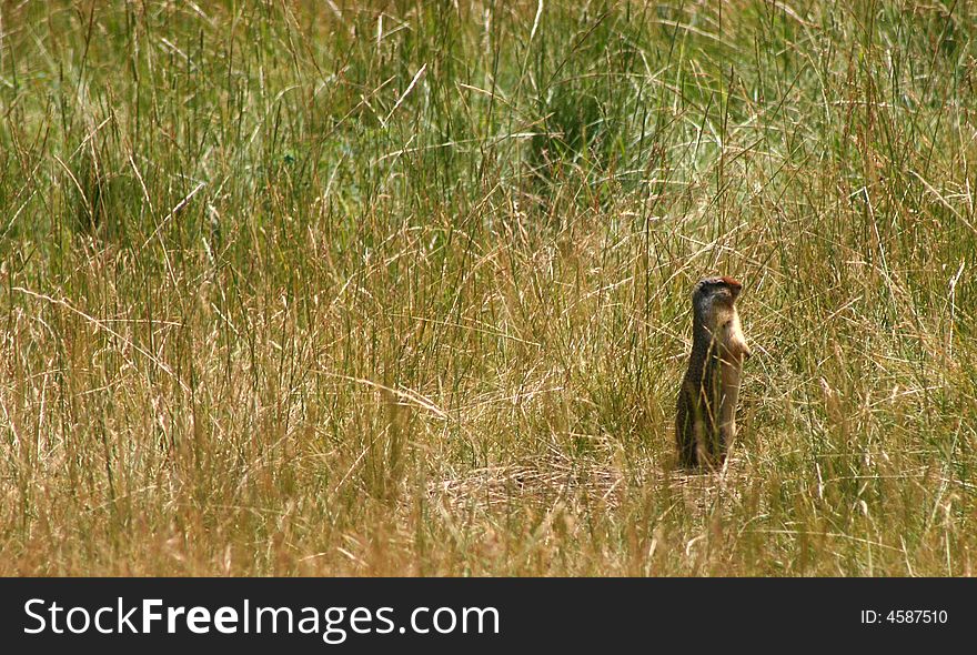 A curious ground squirrel scouting its surroundings