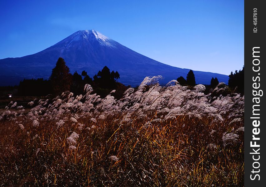 Japanese pampas grass swing befor Mt,fiji in autumn. Japanese pampas grass swing befor Mt,fiji in autumn