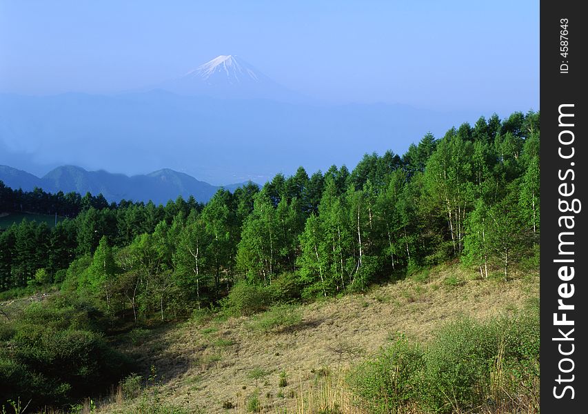 A forested hillside in Fall with Mount Fuji appearing through a sea of clouds. A forested hillside in Fall with Mount Fuji appearing through a sea of clouds